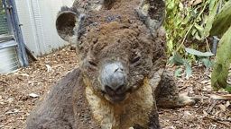 Хиляди новозеландци искат страната да приеме коали от Австралия заради пожарите 