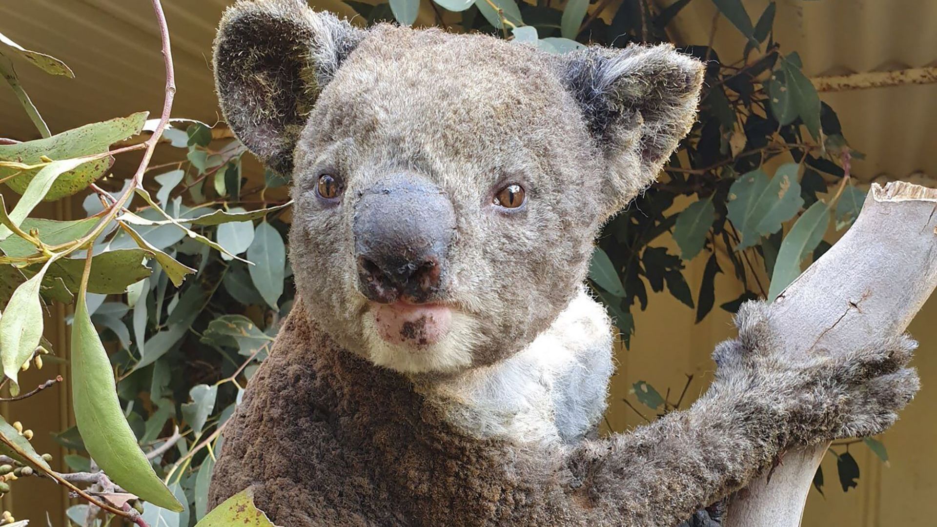 7 министри в Австралия заплашени с уволнение заради коалите