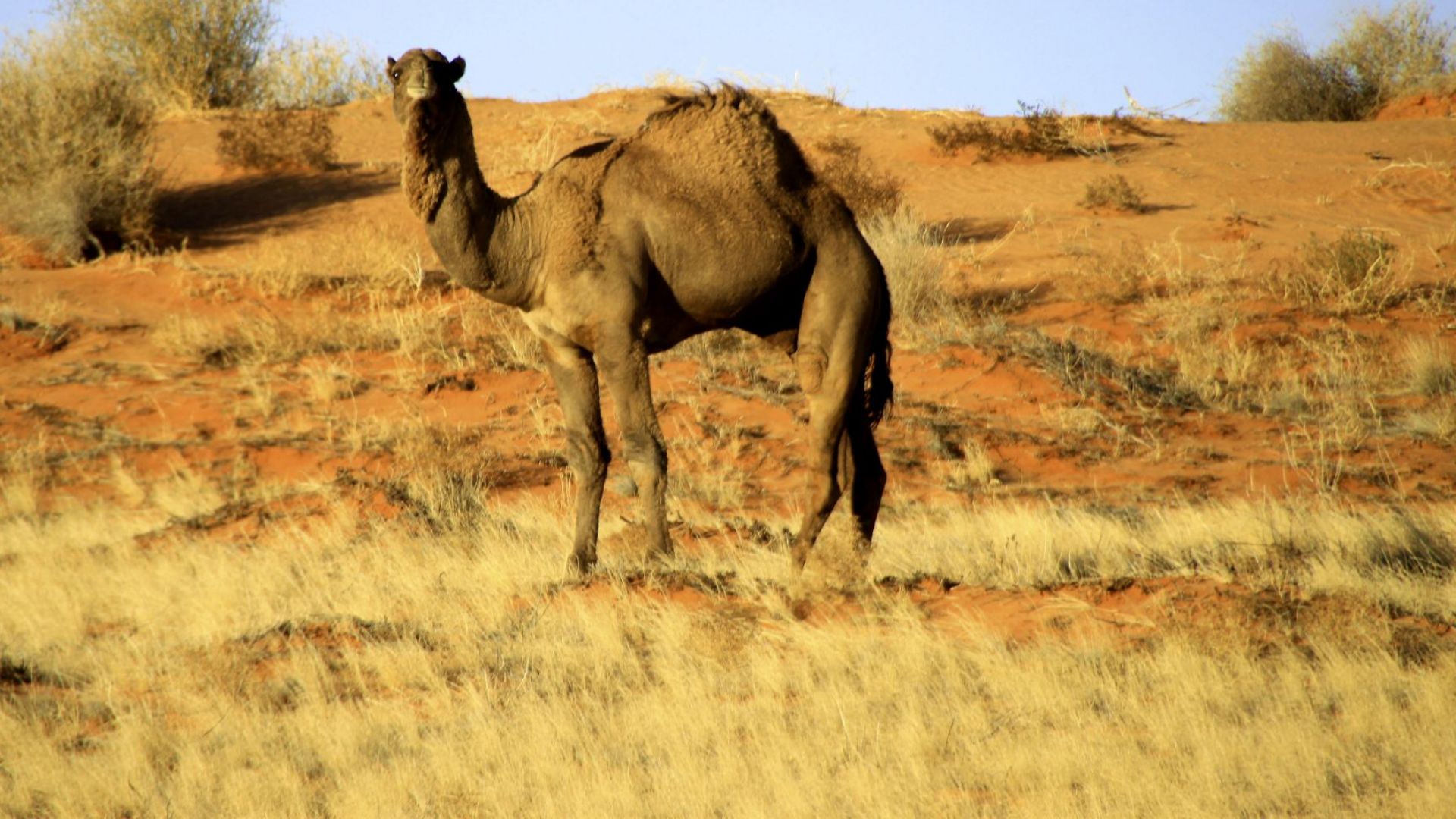 Клонираните камили - хит сред богатите в Обединени арабски емирства
