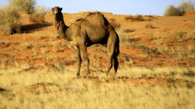 Снайперисти избиха над 5000 диви едногърби камили в Австралия