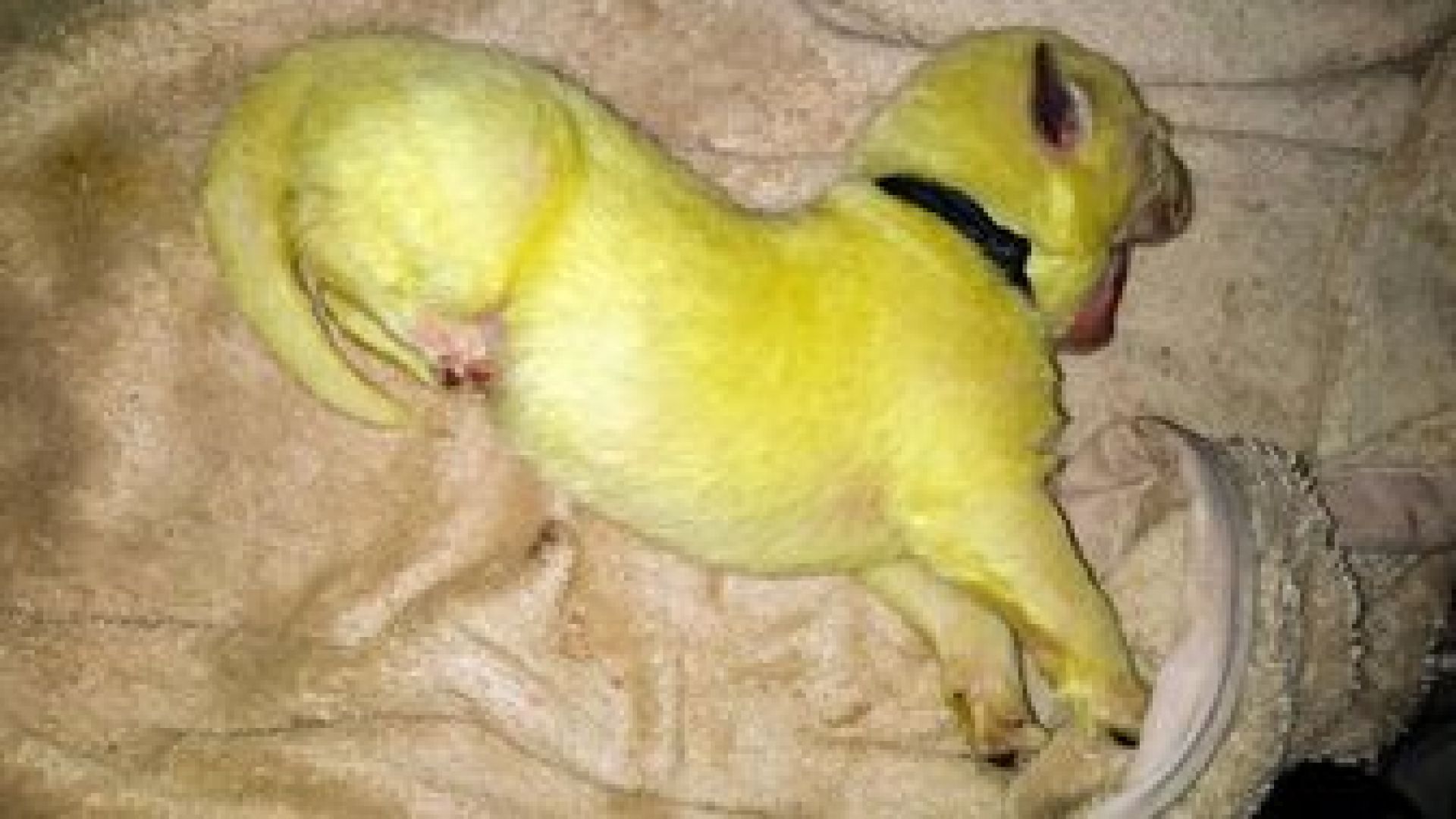 Кучка в Северна Каролина роди малко със зелена козина кръстено