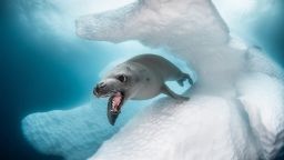 Ocean Art с нови удивителни подводни снимки на фотографи от 78 страни