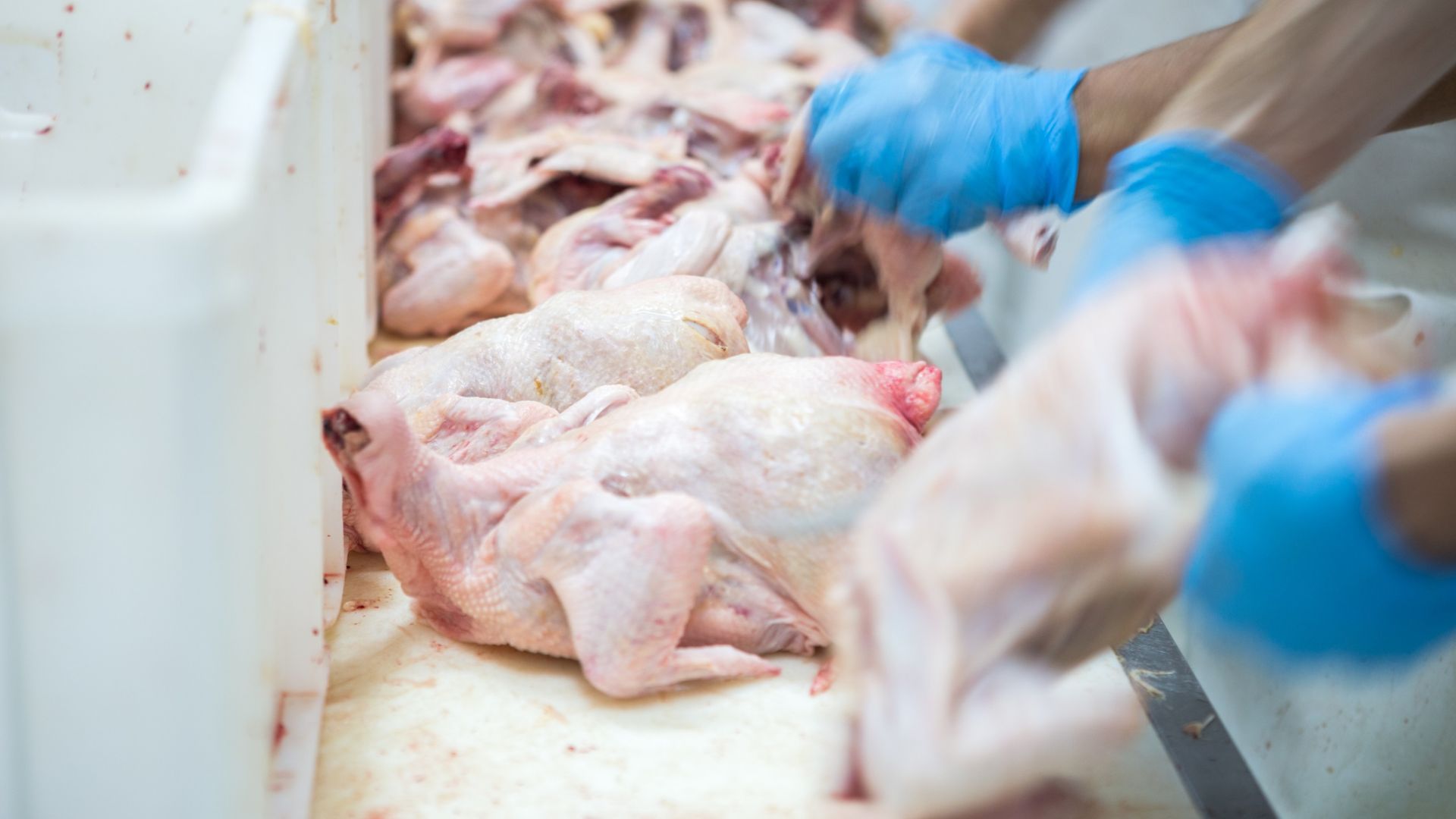 Птицевъдите със съмнения за внос на некачествено пилешко на дъмпингови цени