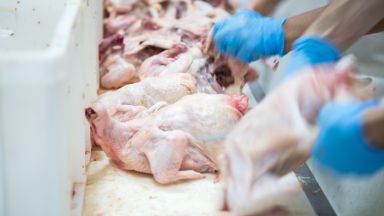 Агенцията по храните затвори предприятие за птиче месо в Луковит