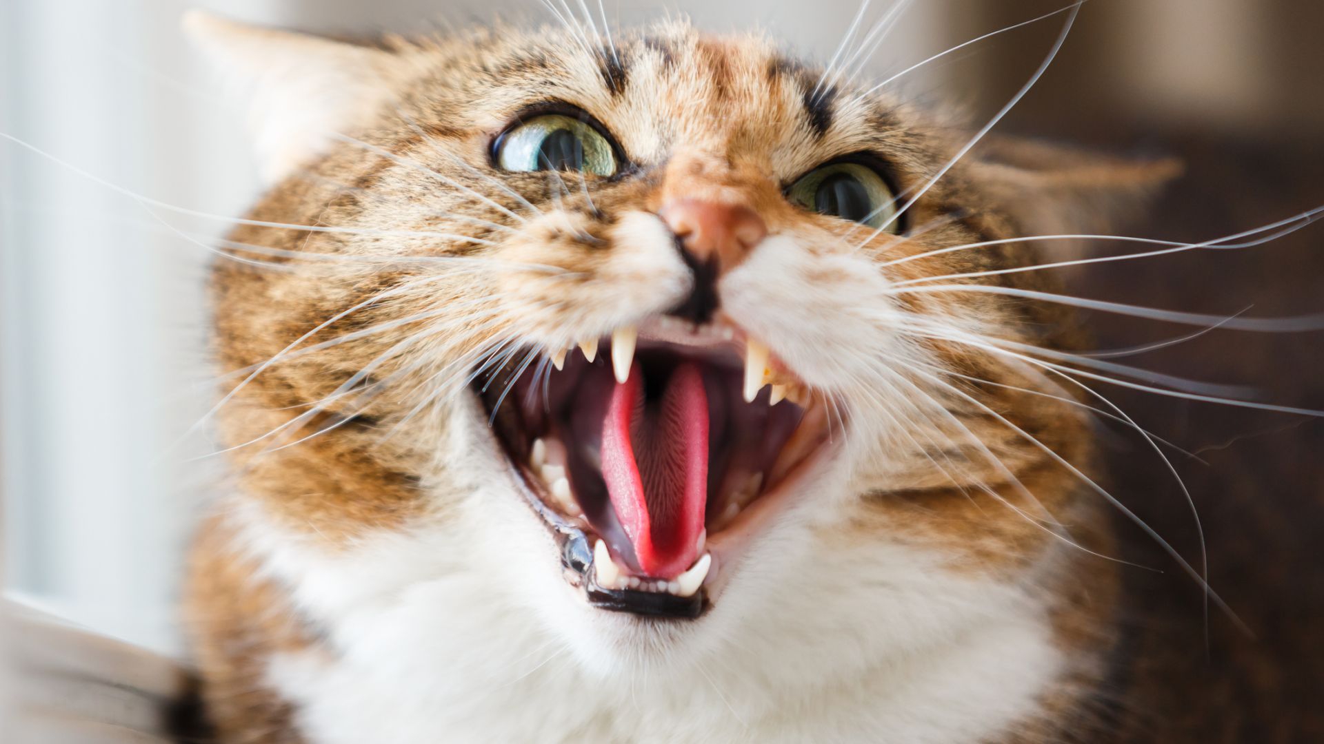 Домашна котка в руския гр Архангелск два дни тероризира стопанката