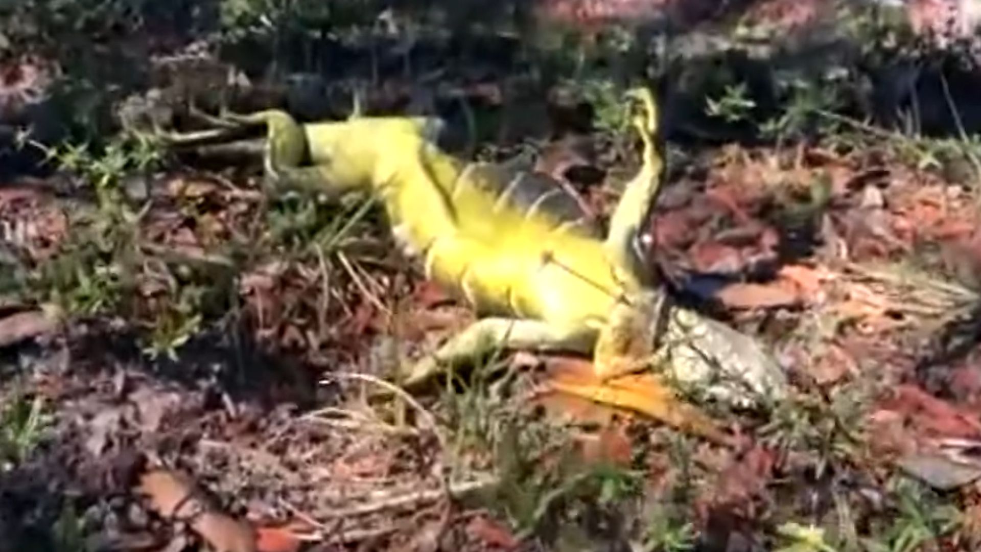 Игуани падат от дърветата във Флорида (видео)