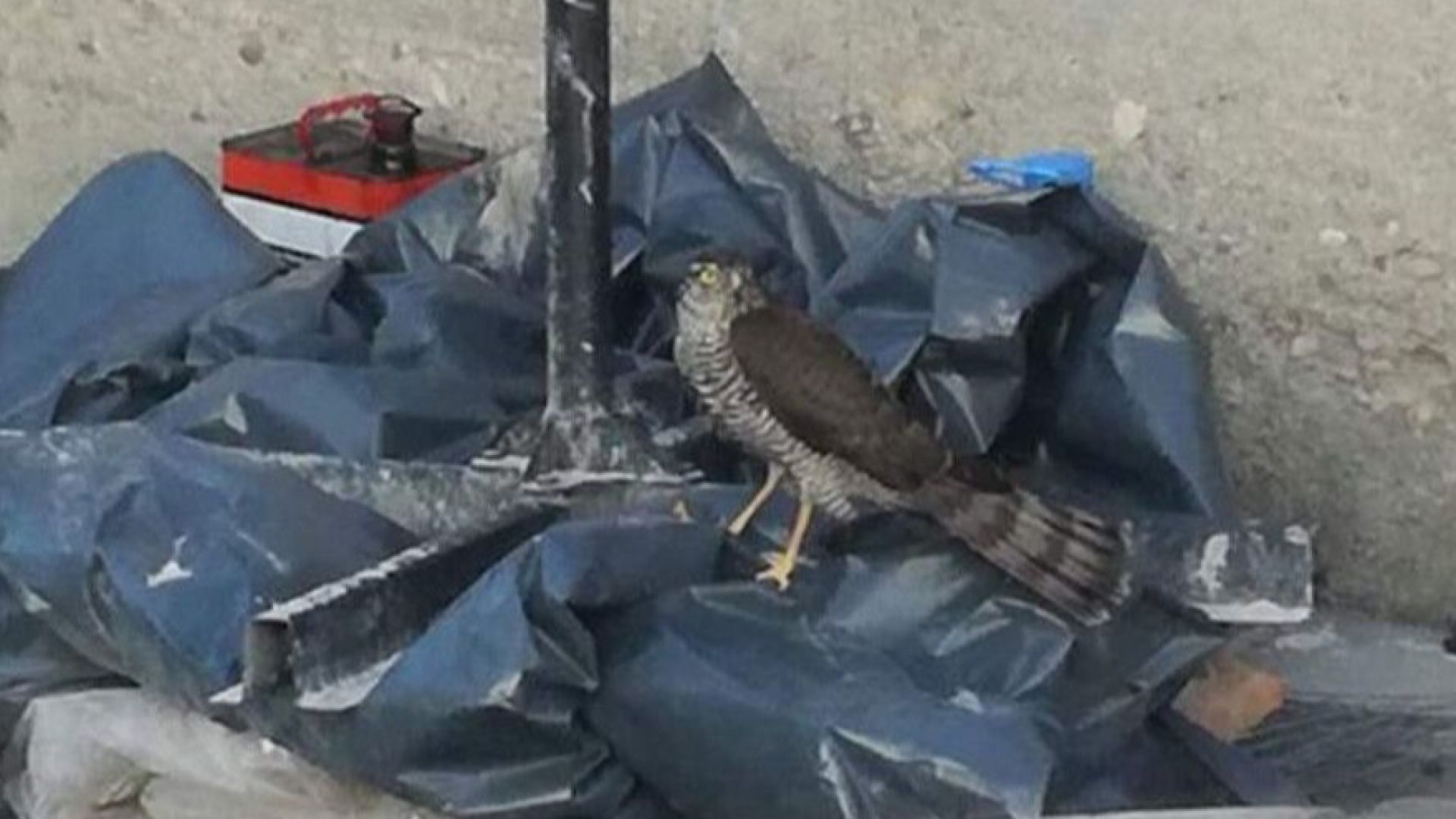 Малко ястребче изпаднало в безпомощно състояние бе спасено от служители