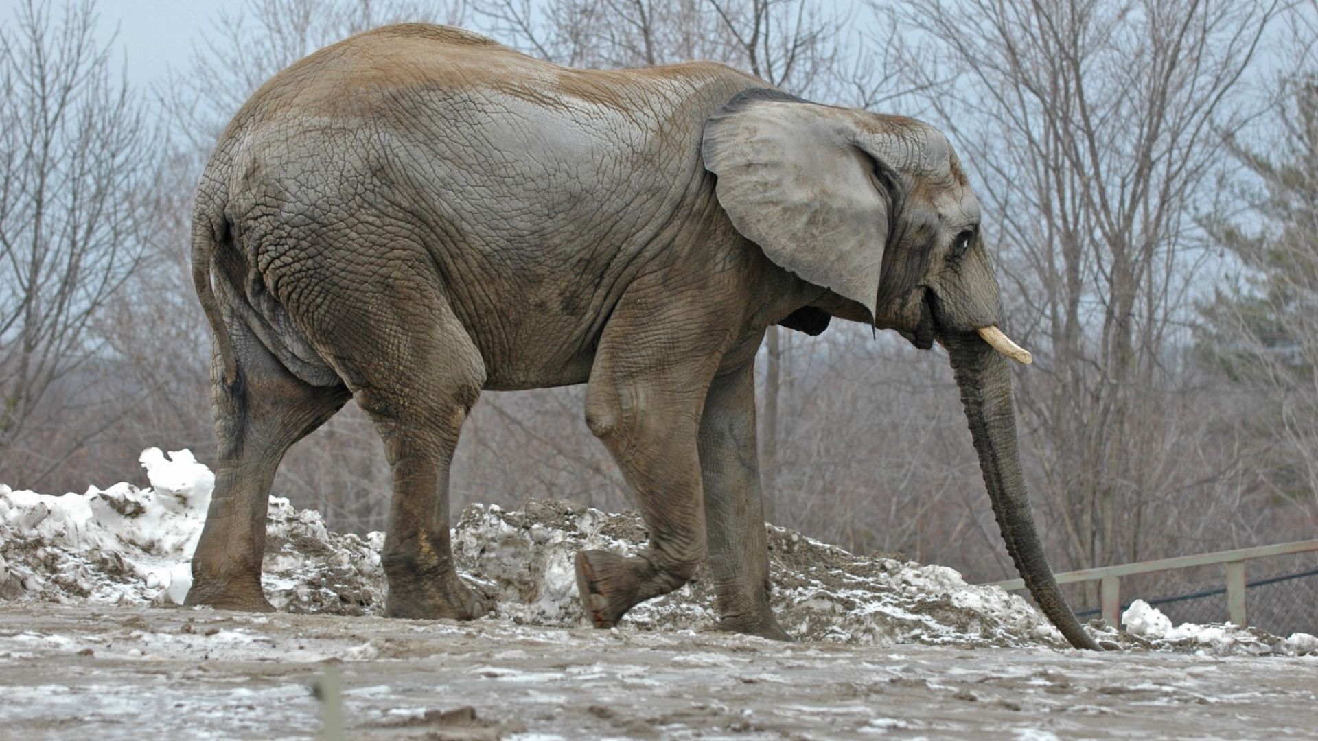 Слон избяга от цирк в Русия, за да се порадва на снега (видео)