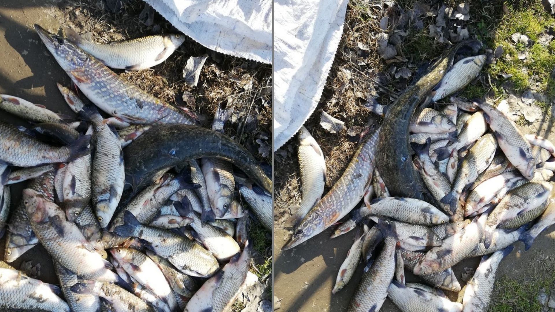 Мъртва риба изплува в Марица рано тази сутрин край Стамболийски
