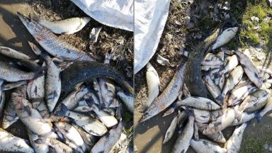 Голямо количество мъртва риба изплува от река Марица