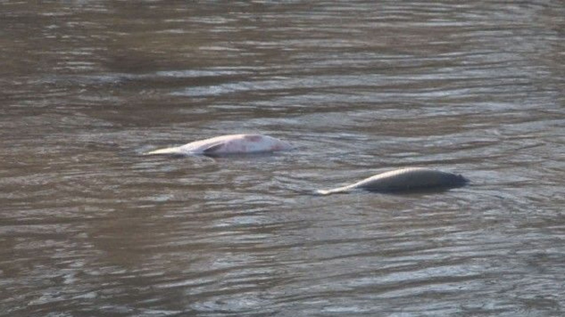 Прокуратурата разследва измирането на 20 тона риба в язовир край Аксаково