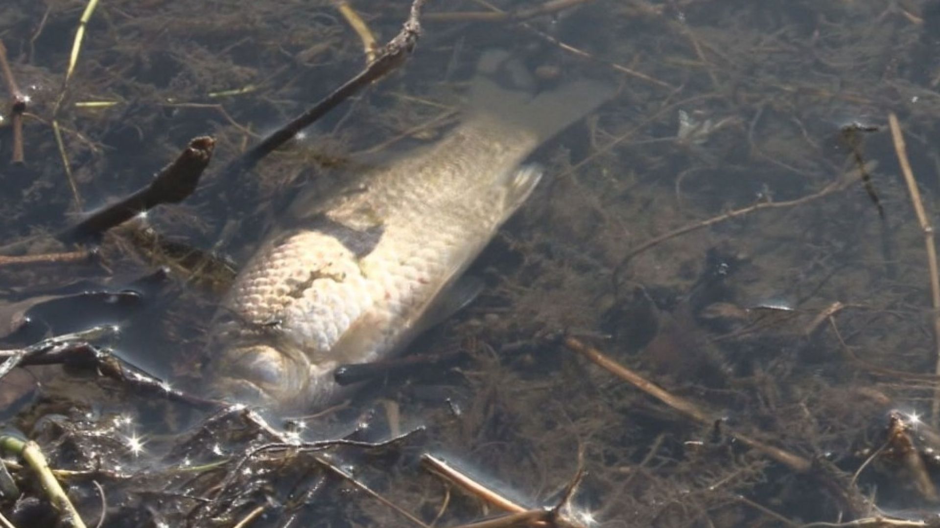 Стотици мъртви риби изплуваха по бреговете на Янтра (видео)