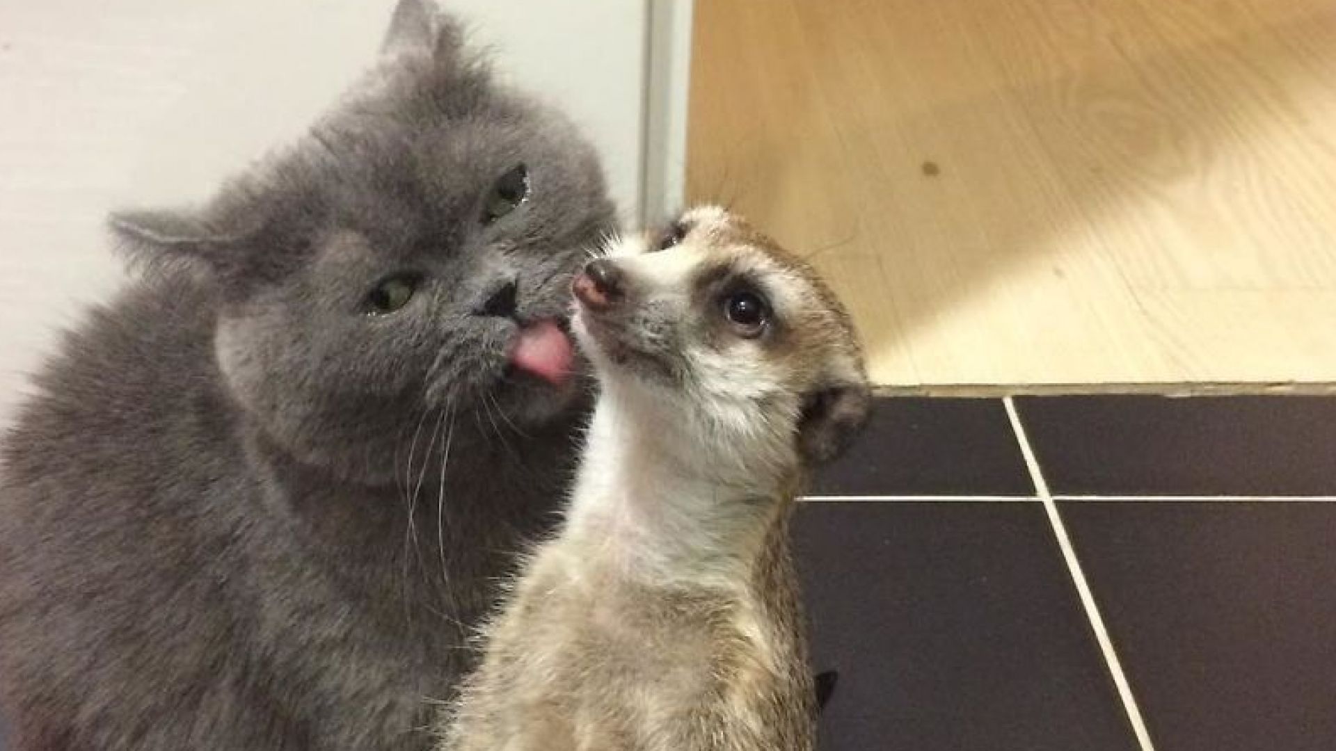 Приятелството между котка и сурикат се оказва истинска сензация в