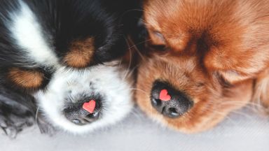 Кученца-валентинки за Деня на влюбените