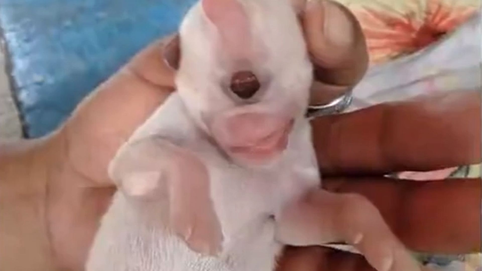 Вместо да бъде изоставено кученце циклоп появило се на бял свят