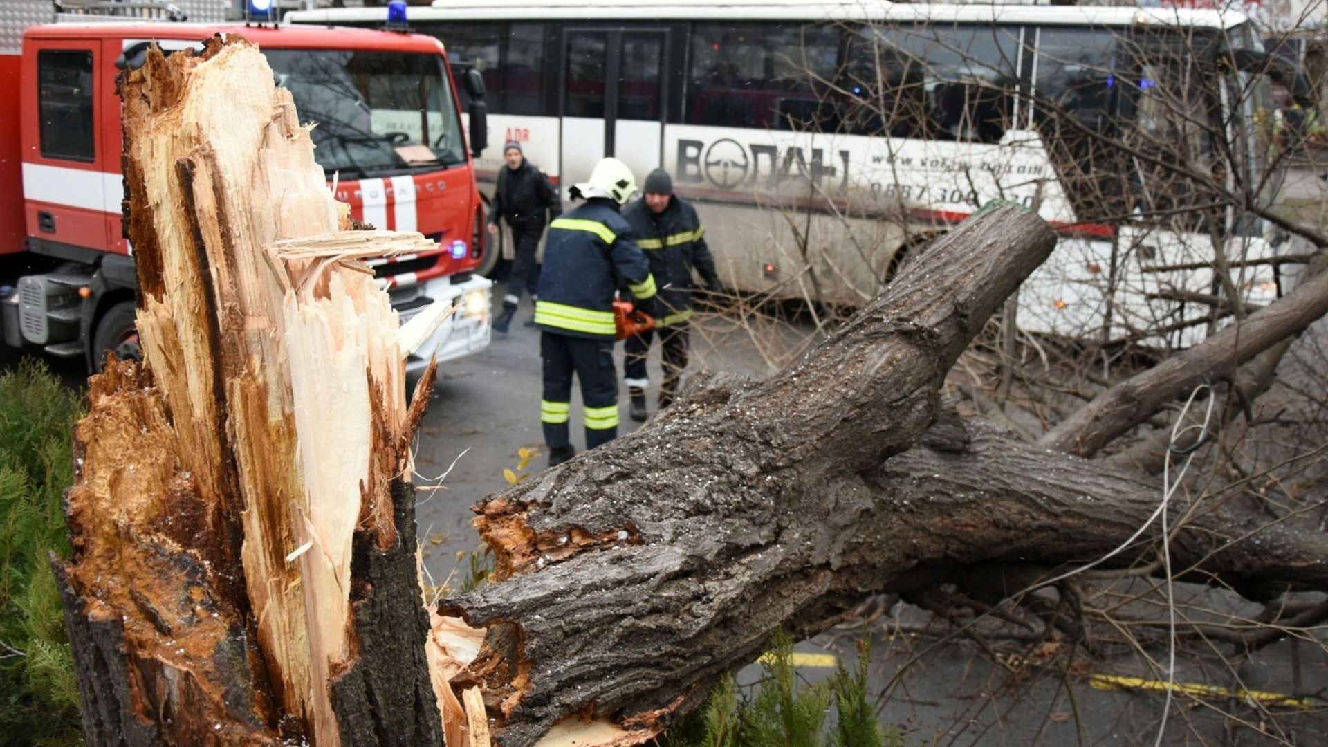 Силният вятър събори дървета, билборди и светофари във Варна