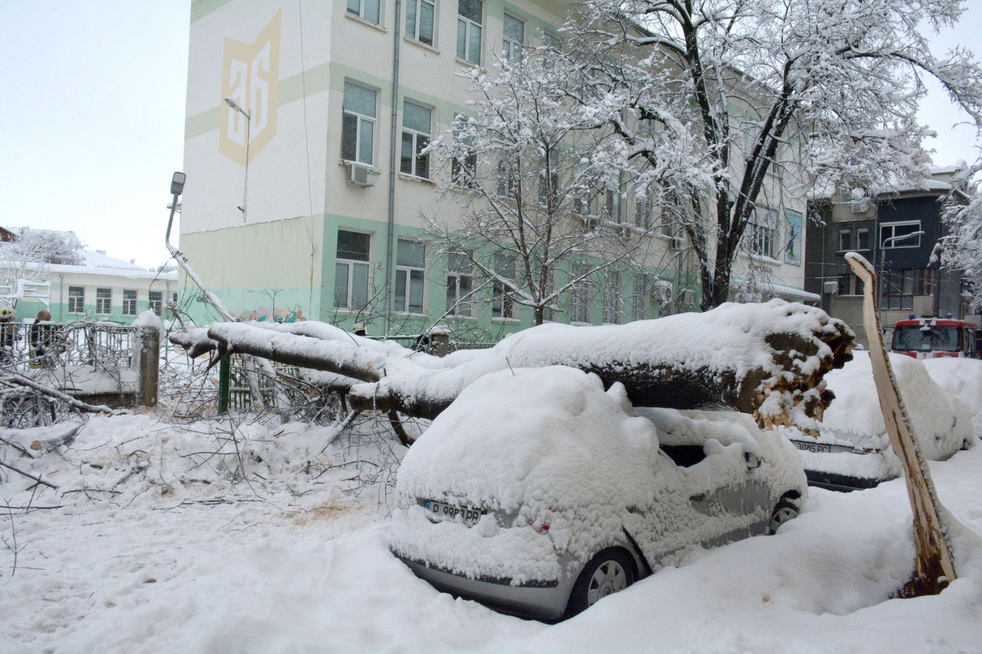 Дърво край русенско училище смаза кола 