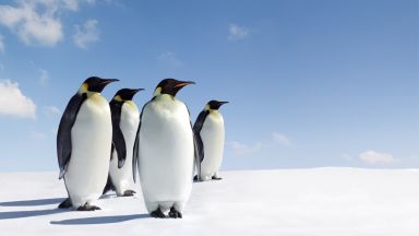 Топенето на леда ще застраши  98 % от колониите  на императорски пингвини 