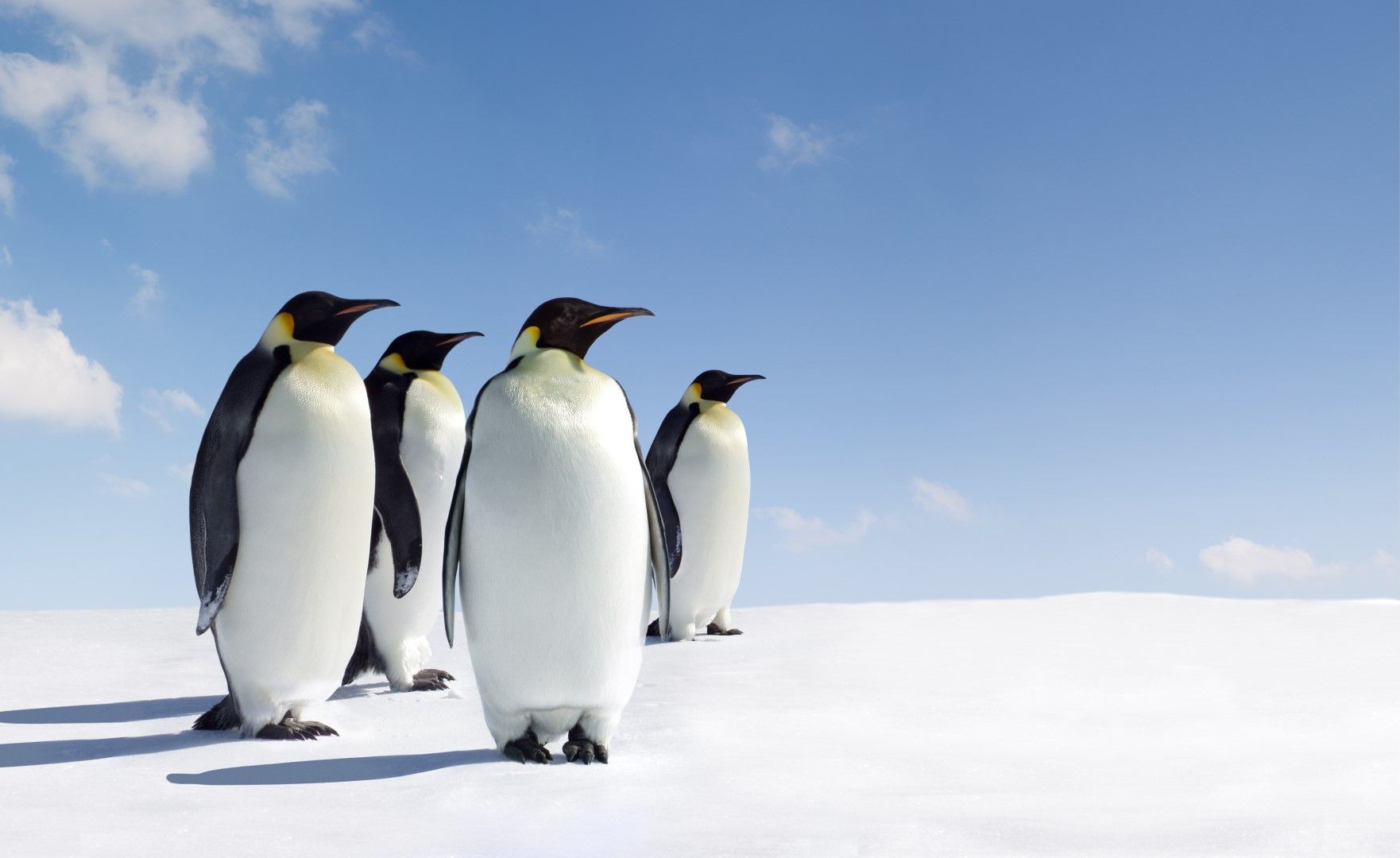 Промените в климата заплашват императорските пингвини с изчезване