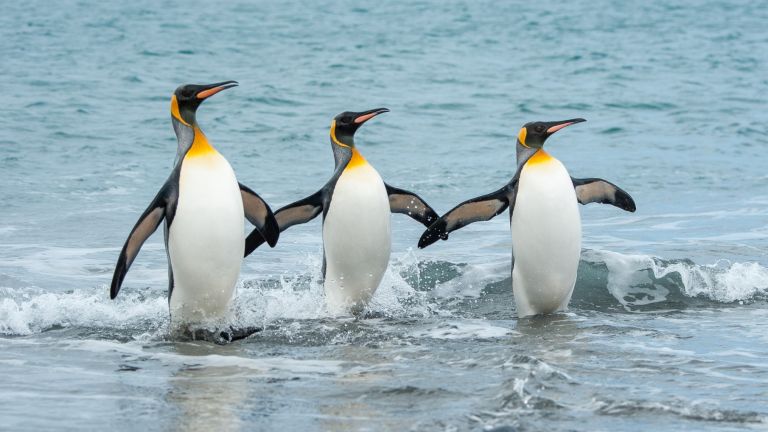 Антарктическите пингвини  печелят от глобалното  затопляне