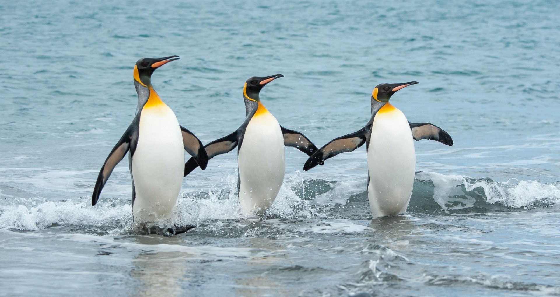 Антарктическите *пингвини  печелят от глобалното  затопляне*