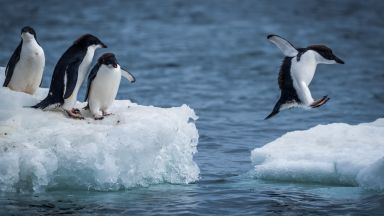  Гигантски айсберг е на път да се сблъска с остров, обитаем с пингвини 