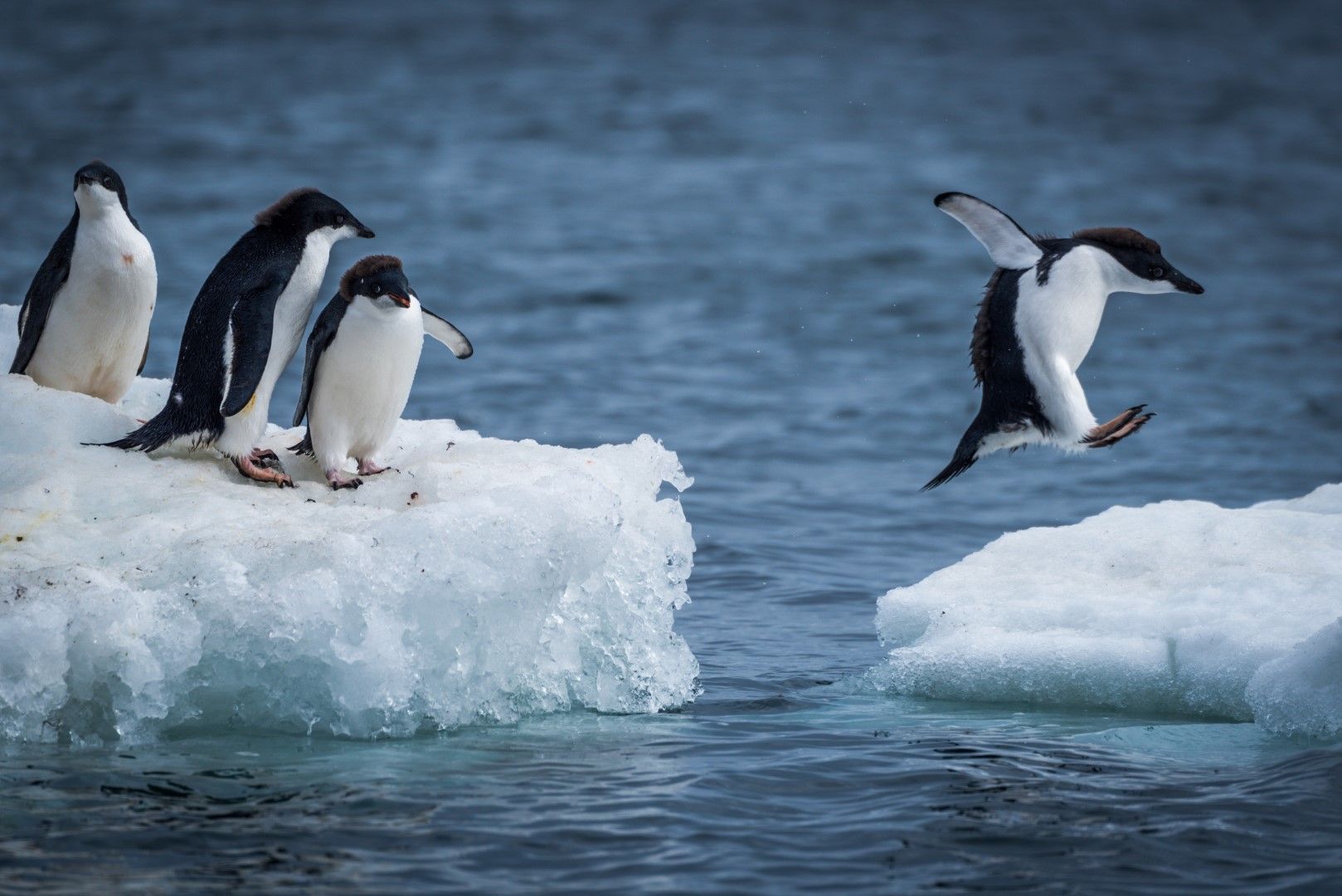 Антарктическият леден шелф се топи по-бързо от очакваното