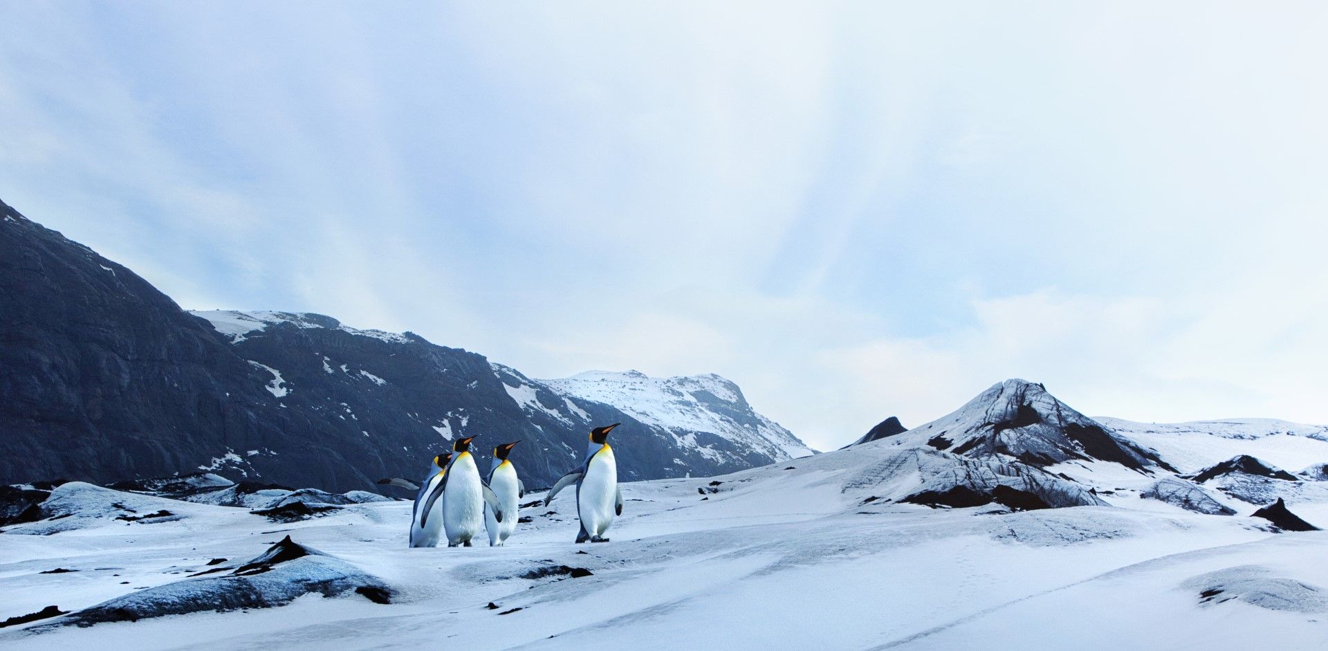Промените в климата заплашват императорските пингвини с изчезване