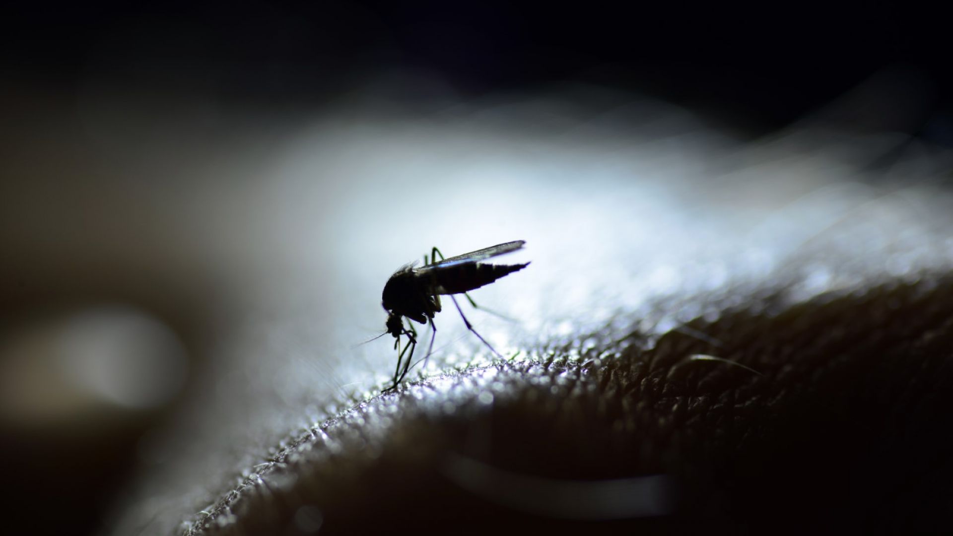 Топлата зима е нанесла удар по комарите