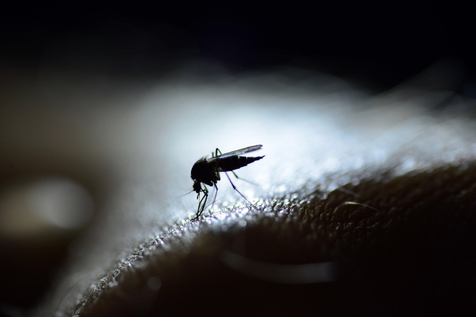 Глобалното затопляне може да превърне Германия в развъдник на комари и кърлежи