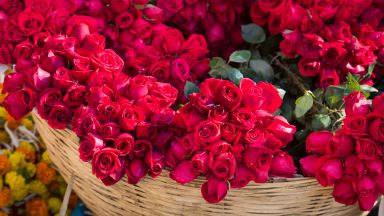 Турция изнесе 60 милиона рози за Свети Валентин 