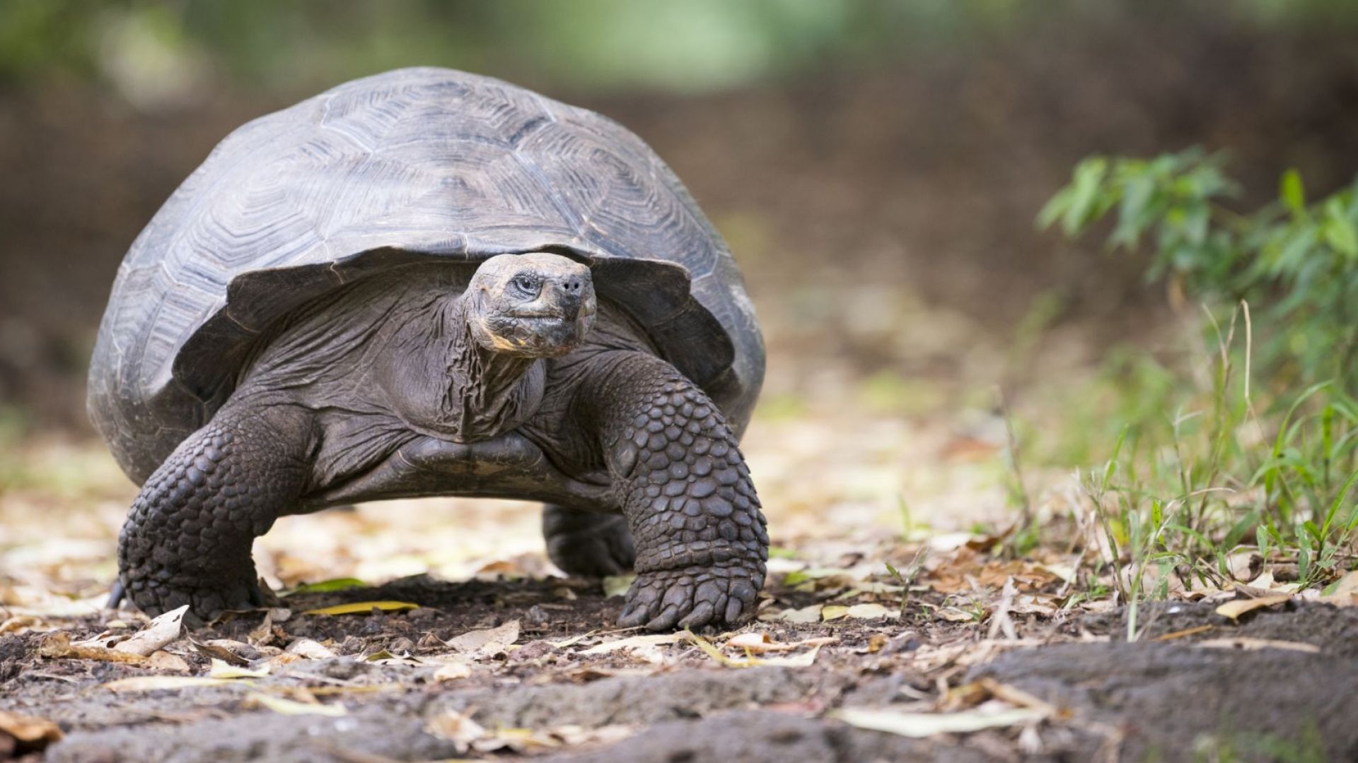 Нов вид костенурка е открит в Галапагос чрез ДНК