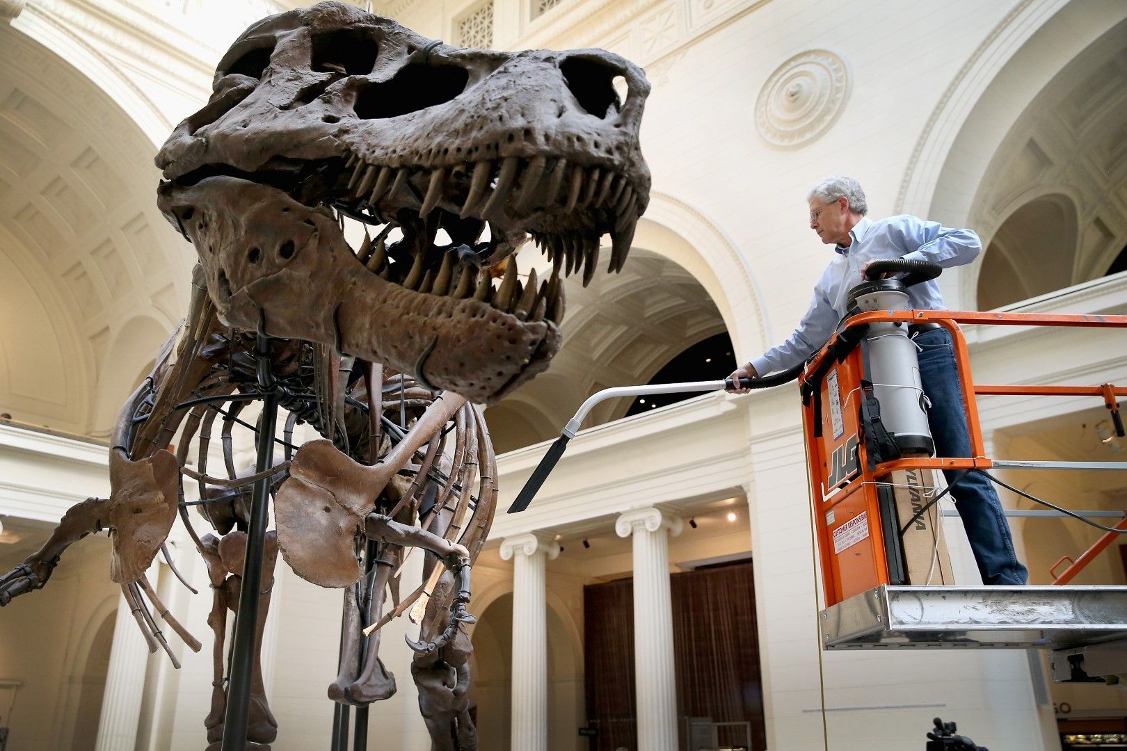 Скелет на Тиранозавър, датиран на 67 млн. години, разположен в музея в Чикаго