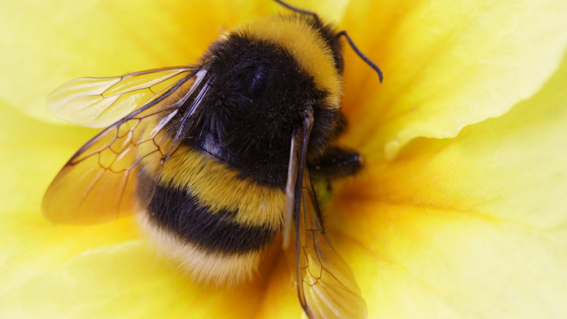 Земните пчели са на път да изчезнат завинаги, заради климатичните промени