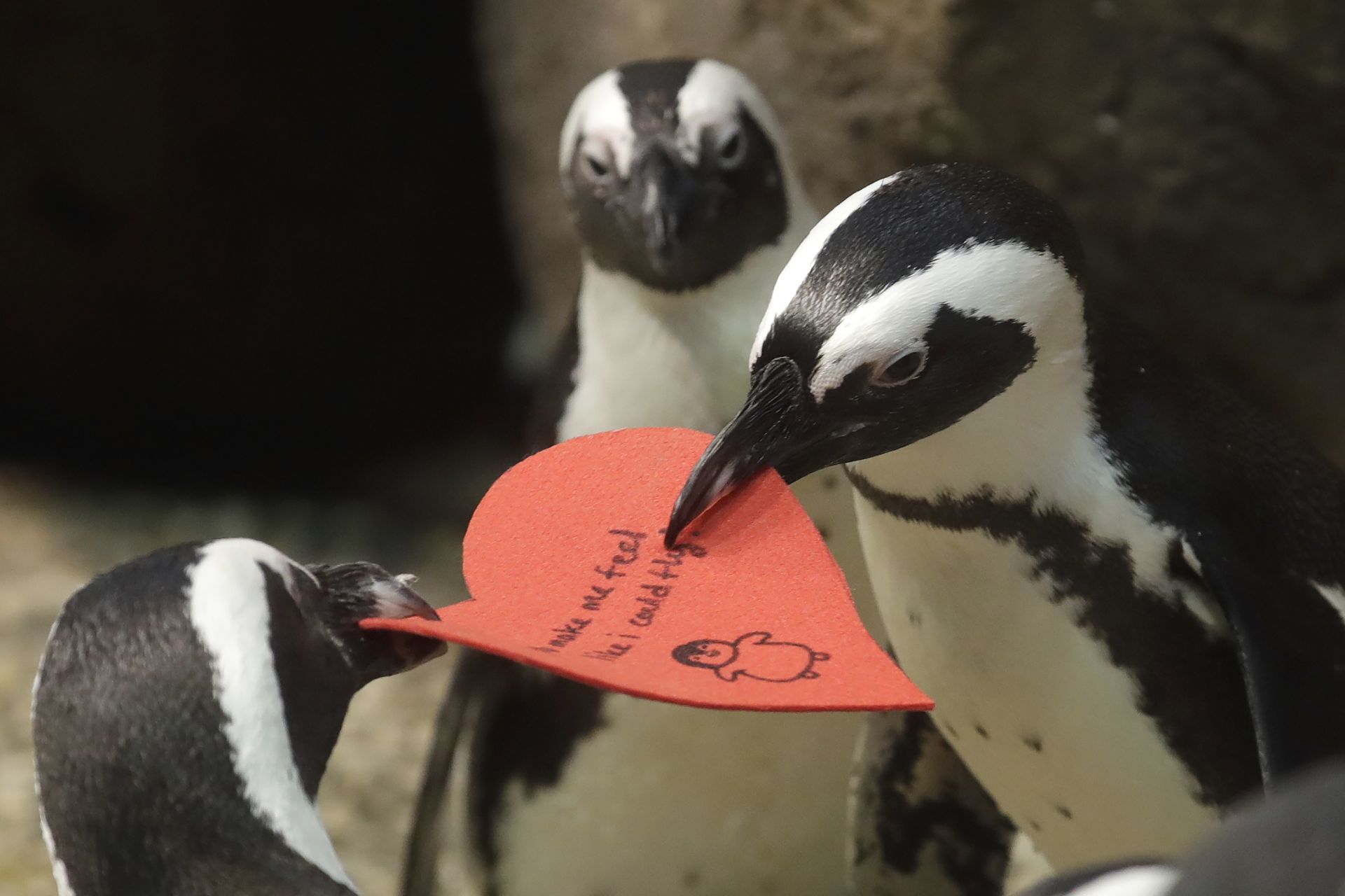 Любовни пингвини в Сан Франциско