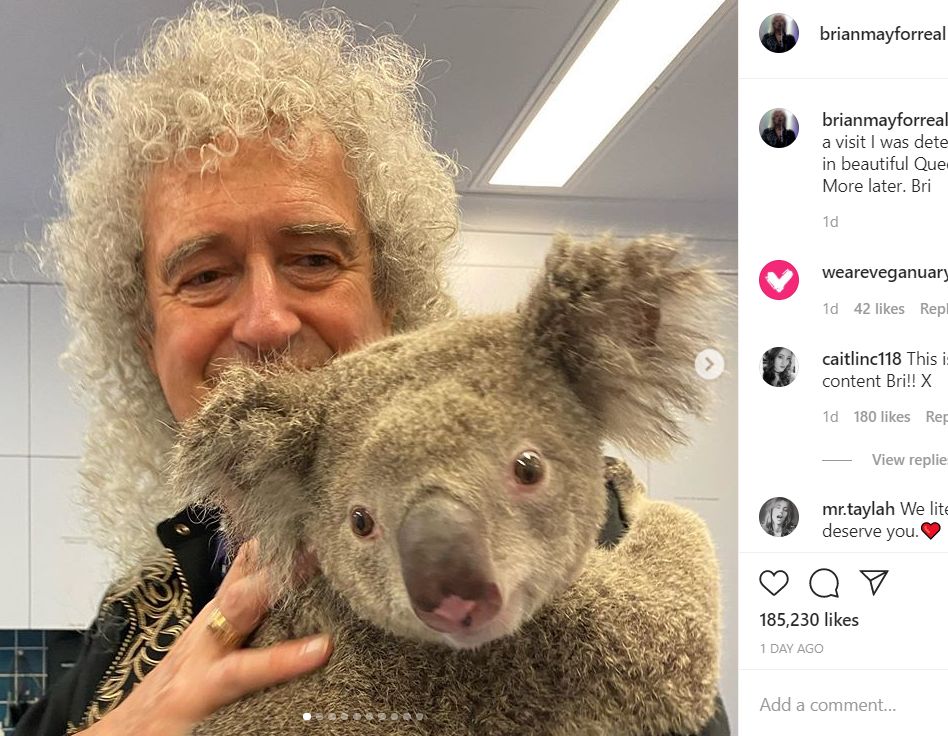 Неотдавна Мей свири на обгоряла при пожарите в Австралия коала
