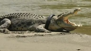 "Каубоят с хеликоптер" Мат Райт не успя да освободи индонезийския крокодил с гума на врата