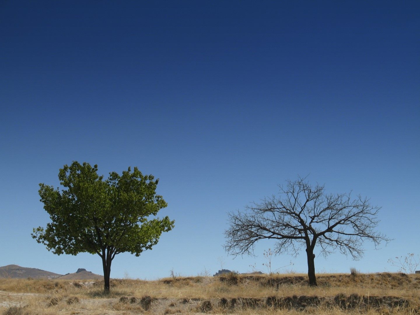Дърветата можело да не забавят изменението на климата толкова, колкото се смяташе досега