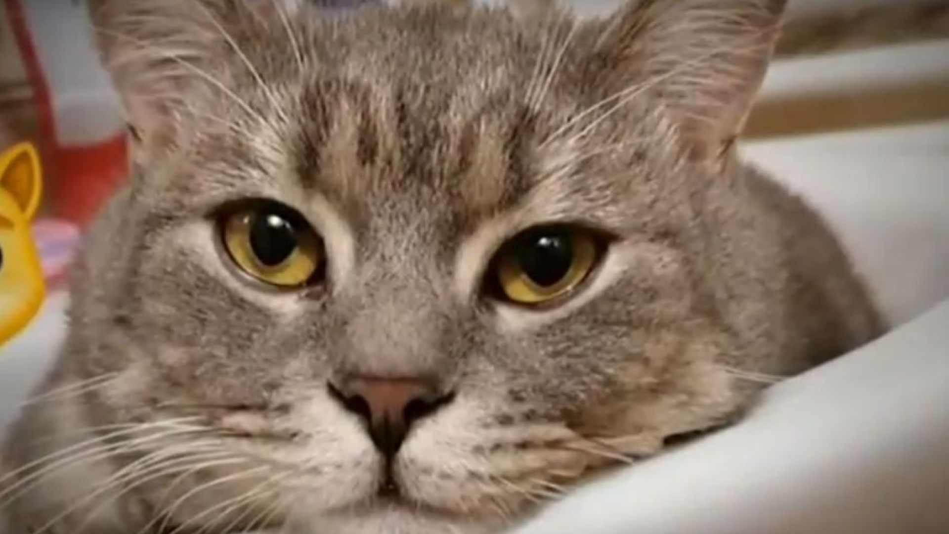 Коя е първата котка инфлуенсър в Instagram в България...