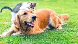 Домашните котки и кучета не могат да предават новия коронавирус