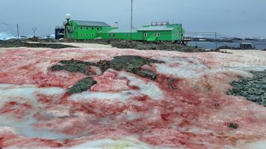 Снегът в Антарктида стана кървавочервен (снимки)