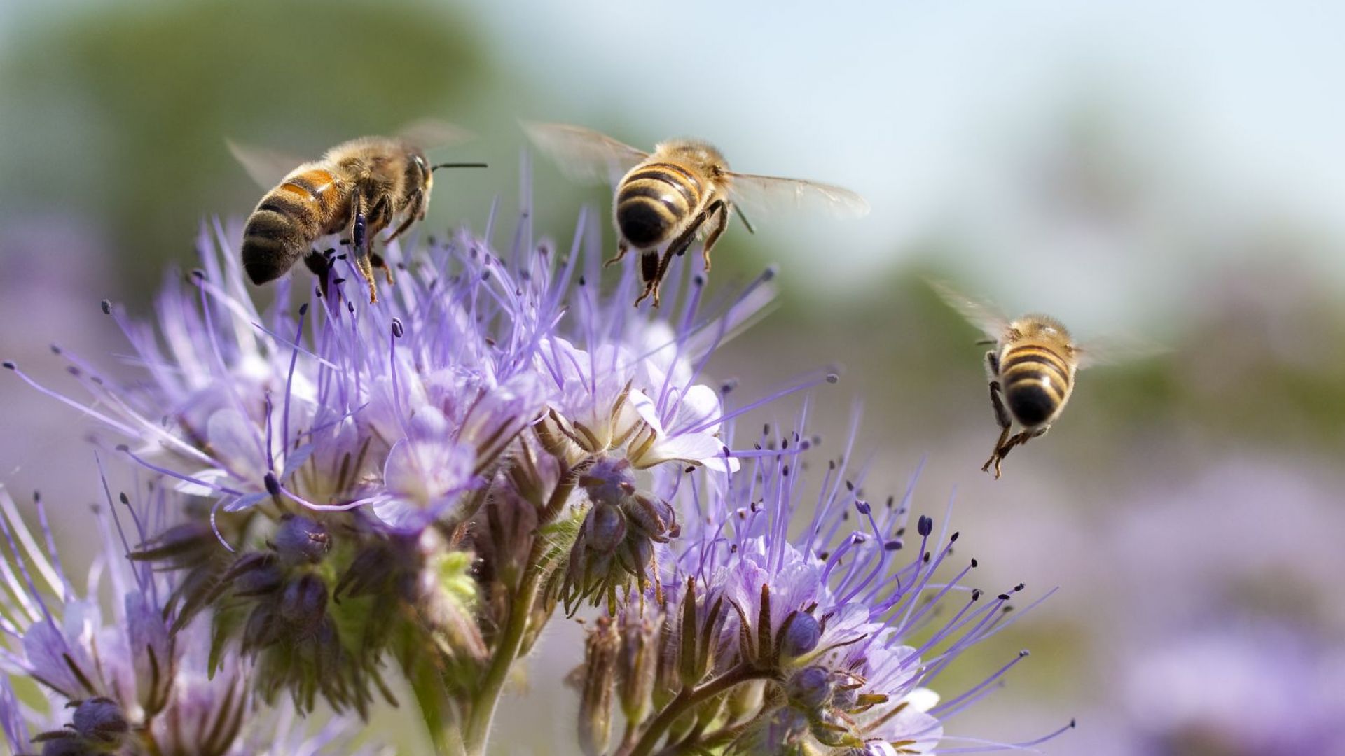 В землището на Бургас ще пръскат с хербицид - пазете пчелите!