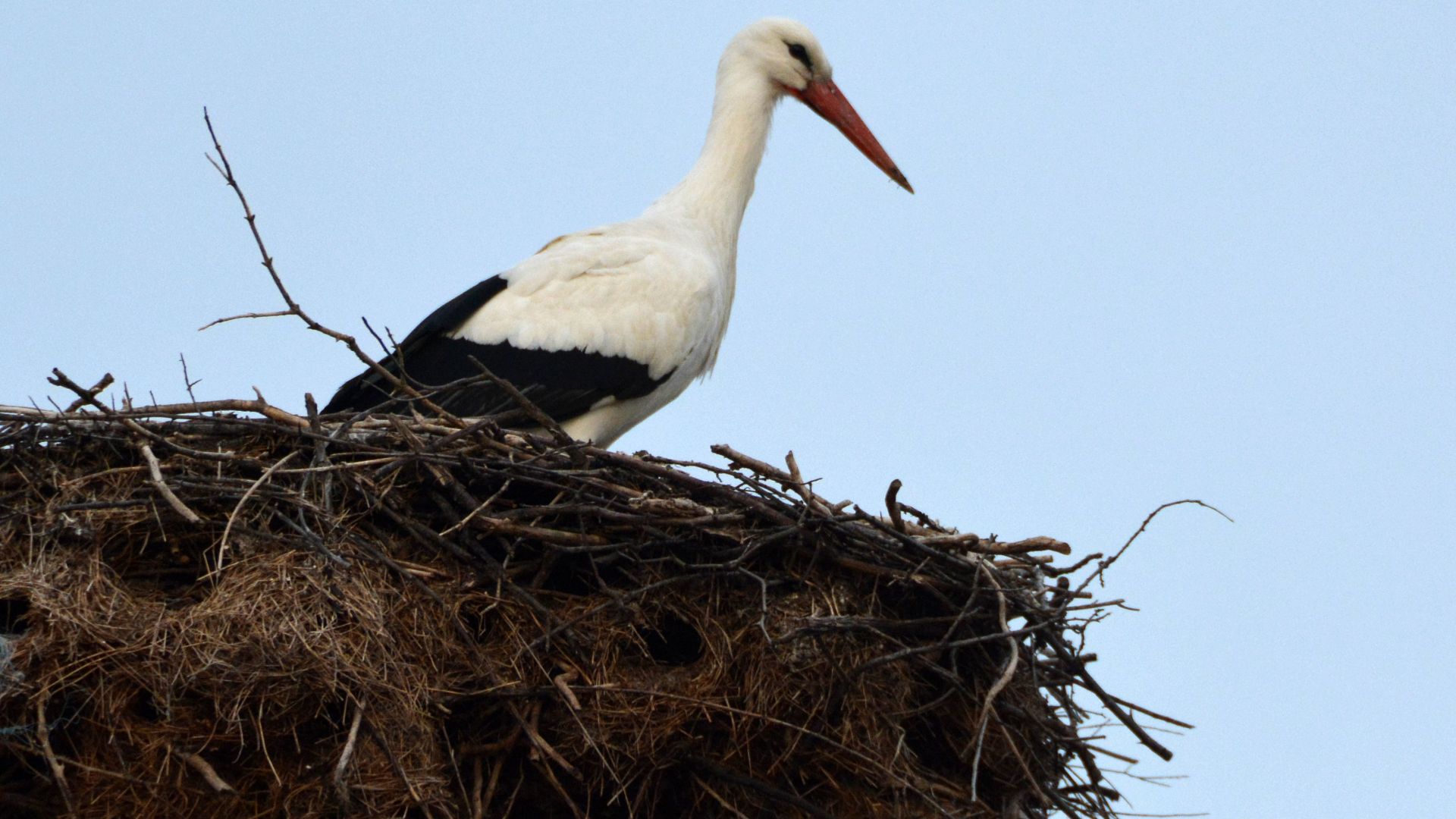 Нови щъркелчета се излюпиха в двете гнезда в селата Белозем