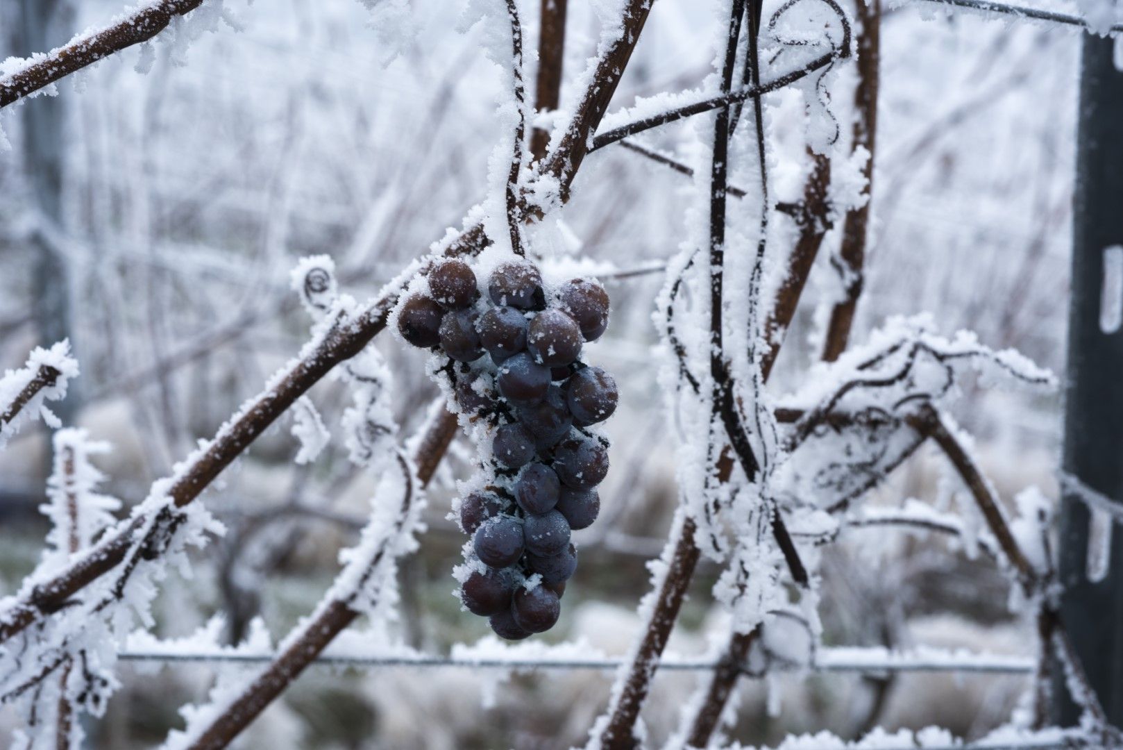 Топлата зима остави германците без ледено вино