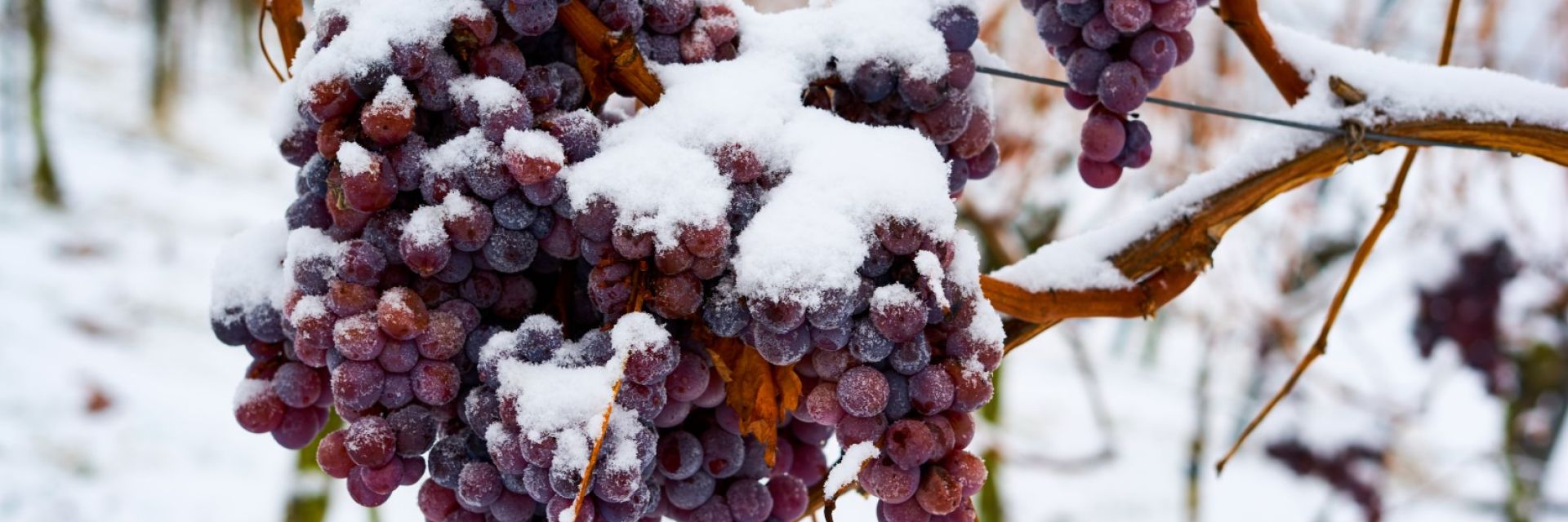 Топлата зима остави германците без ледено вино