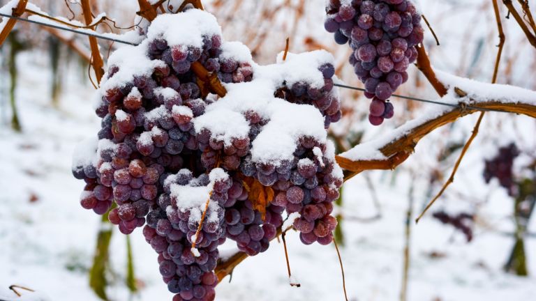 Топлата зима остави германците без ледено вино