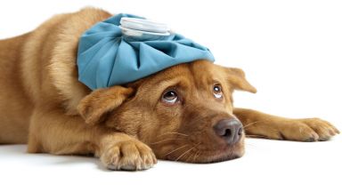 Кучетата могат да се заразят с коронавирус