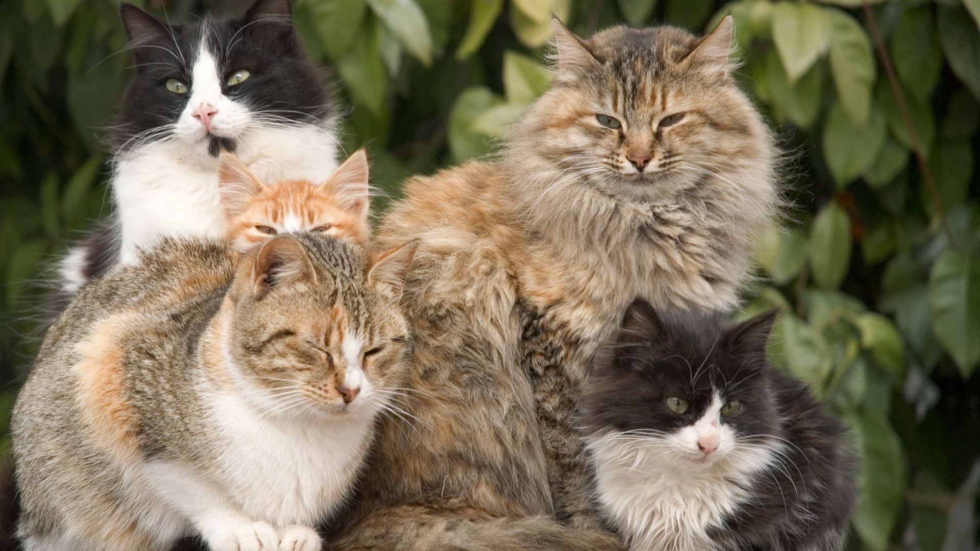 Софиянка която отглежда две кучета и десетки котки в апартамента