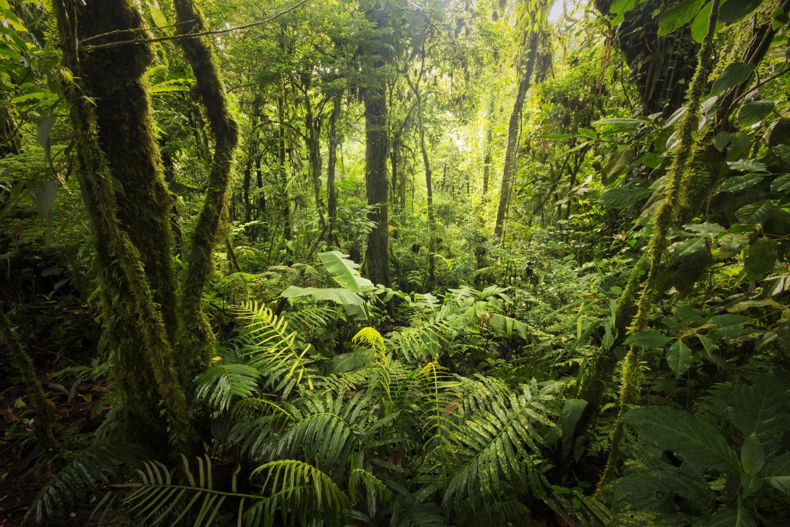 Плантациите - с повече вредни емисии от дивите тропически гори