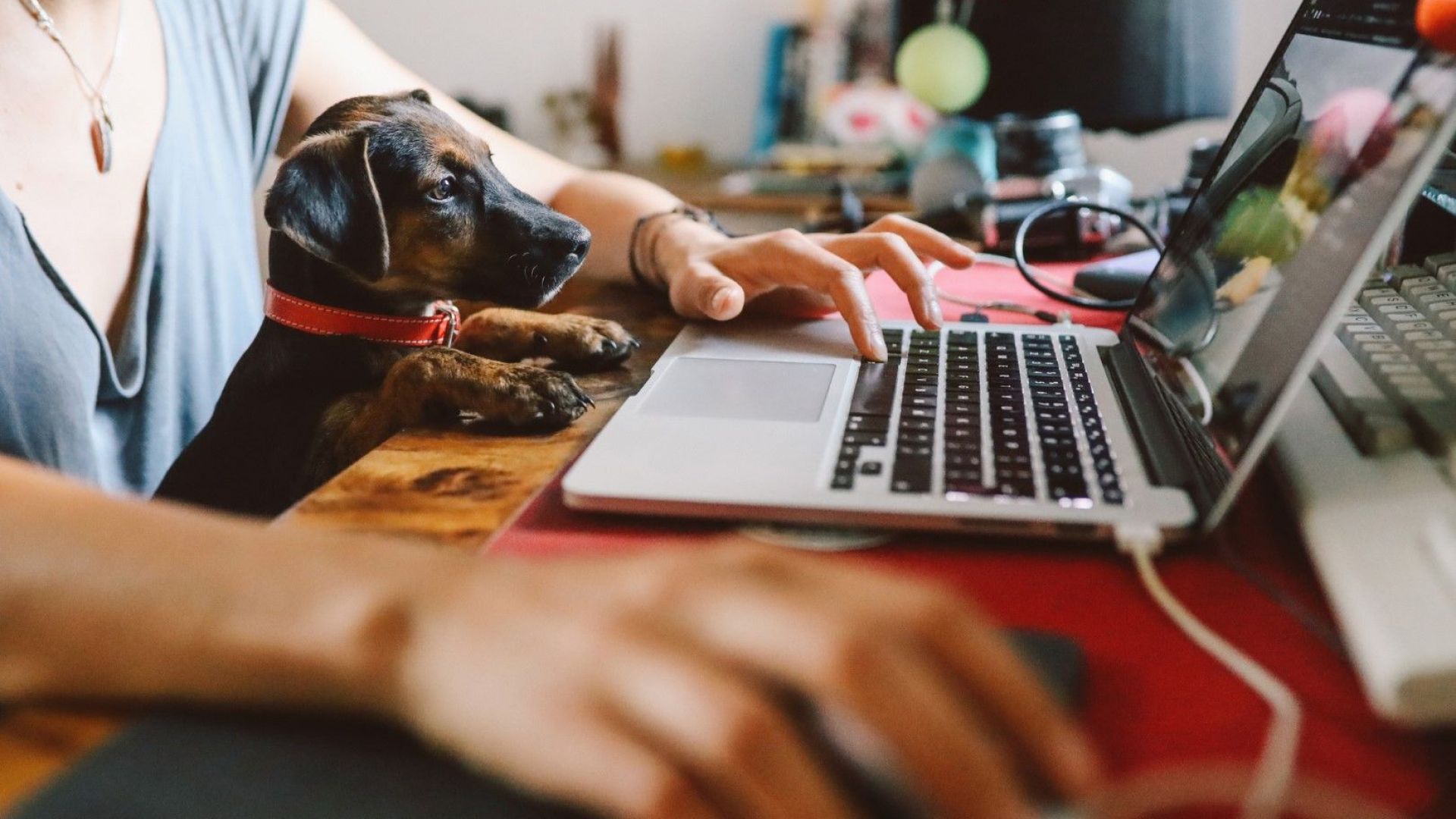 С настъпването на коронавируса все повече компании в САЩ както